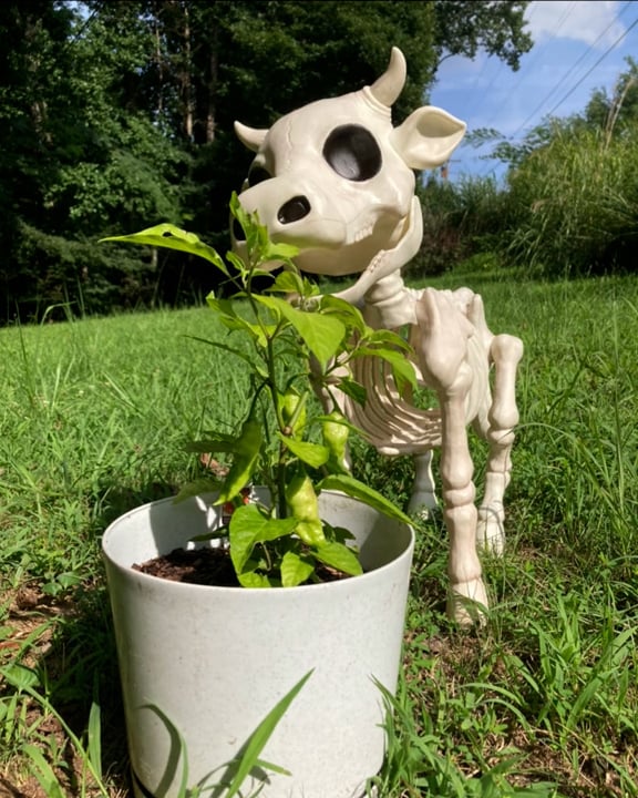Kuh & Pferd Skelett Halloween Dekorative Requisite