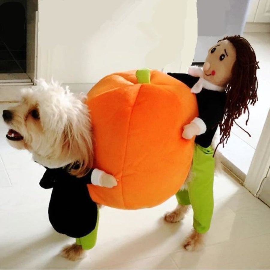 Hund & Katze Kürbis Halloween Kostüm