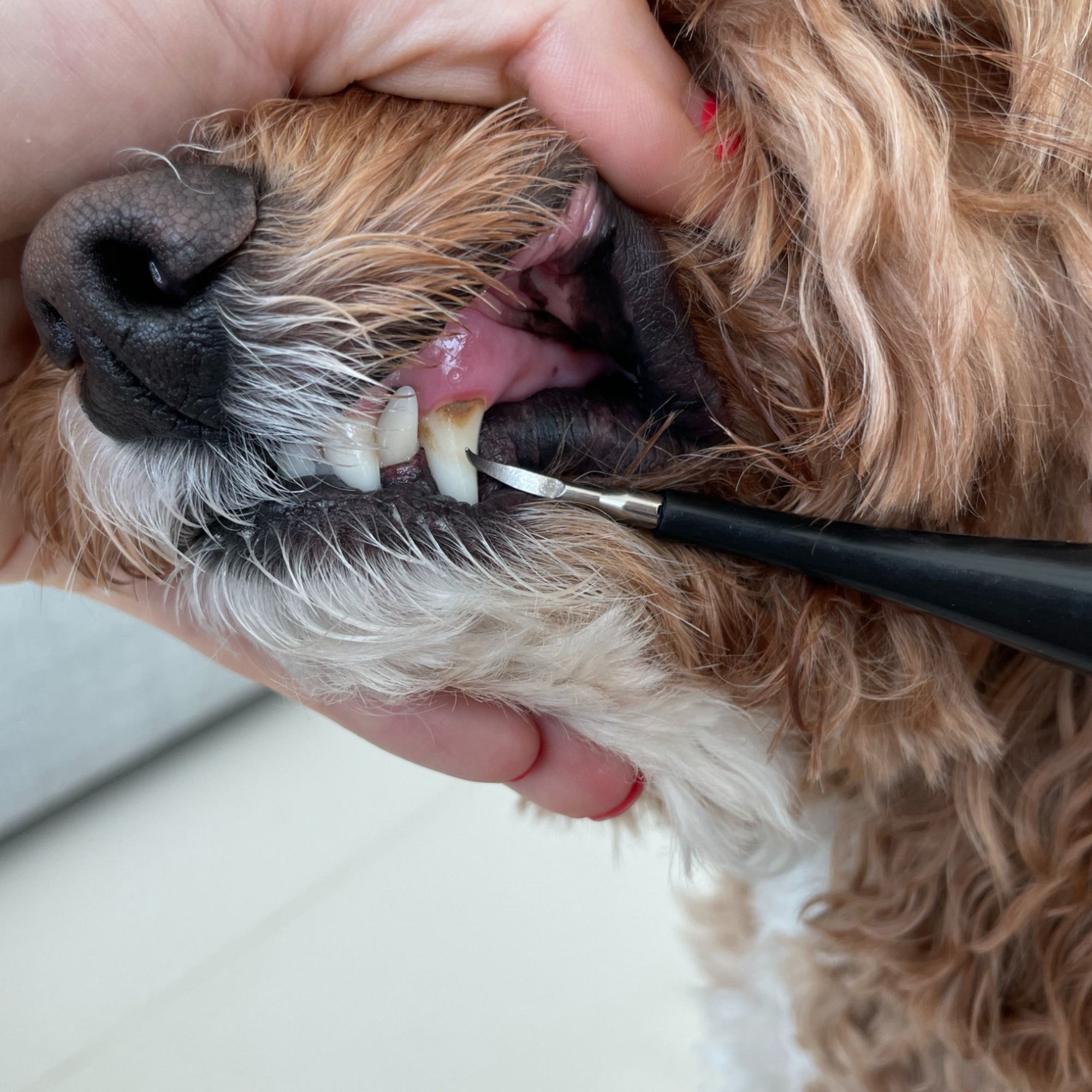 Zahnreiniger für Hunde